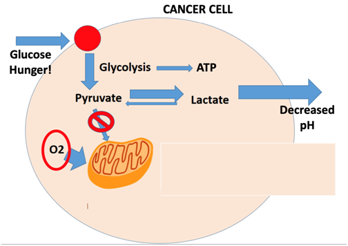 Metabolizam karcinomske ćelije